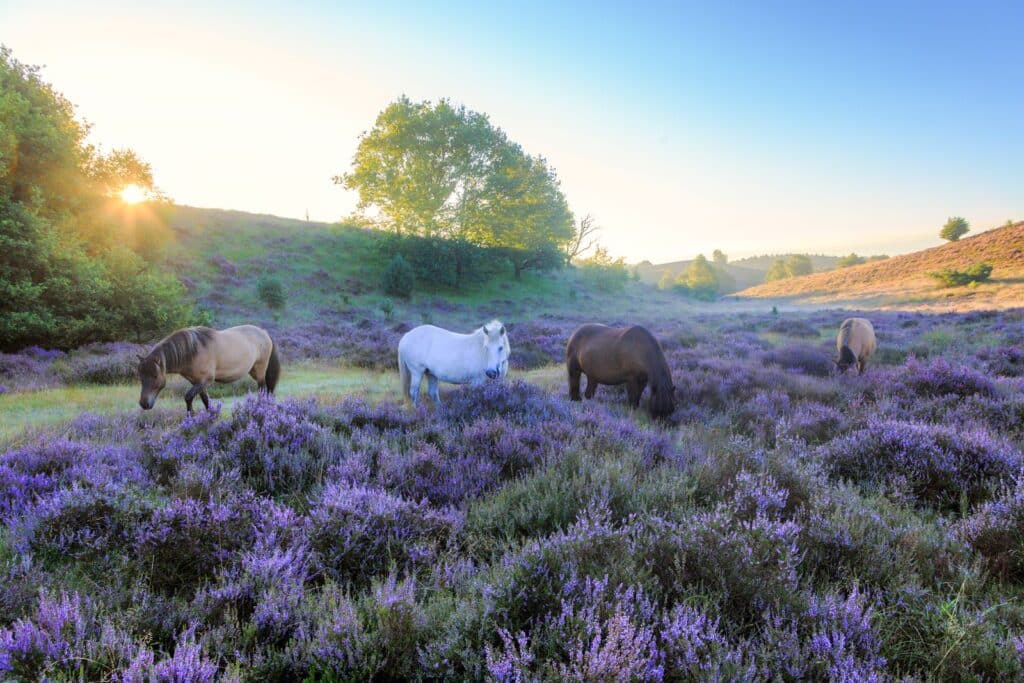 CycleSummit 2018 in Arnhem – heathland of the Veluwe