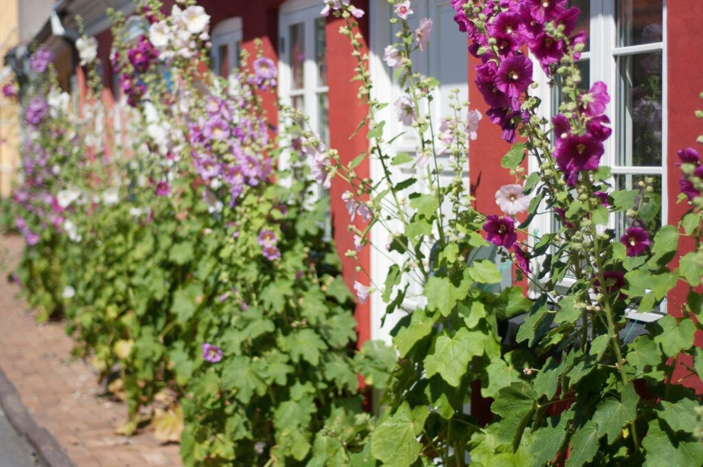 CycleSummit 2019 in Nyborg – hollyhocks on Funen