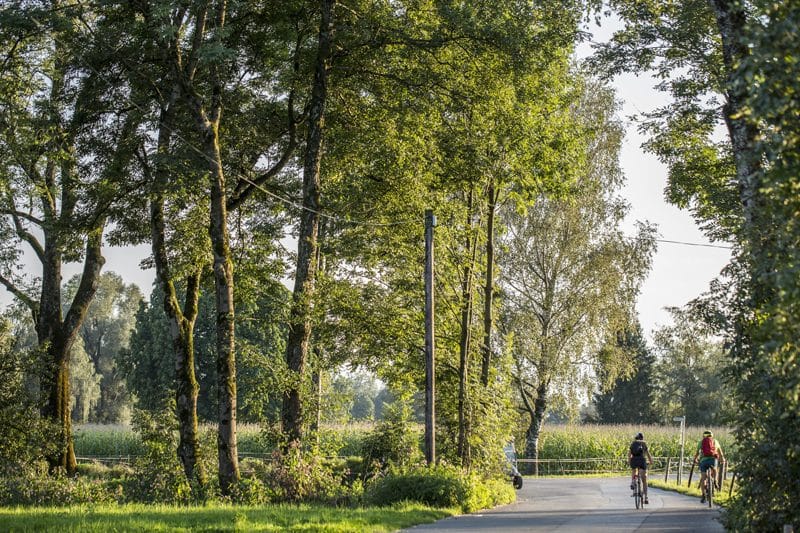 Cycling through the Lauteracher Ried nature reserve